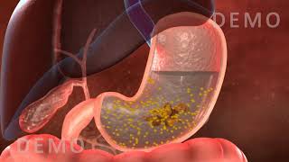 THE HUMAN DIGESTIVE SYSTEM OESOPHAGUS AND STOMACH v02 [upl. by Brandy]