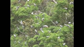 African Grey Parrots At The Bai [upl. by Niasuh]