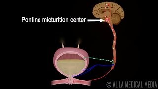 Micturition Reflex  Neural Control of Urination Animation Video [upl. by Bricker]