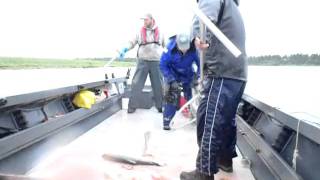 Dipnetting on the Kenai 50 reds in 50 minutes 10X speed [upl. by Ashjian]