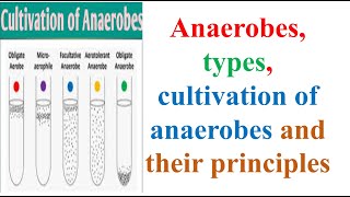 Microbiology Anaerobes types cultivation of anaerobes and their principles B Pharma 3rd Sem [upl. by Luapsemaj989]