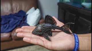 The RARE ROYAL PLECOSTOMUS FISH [upl. by Breed]