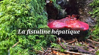 La fistuline hépatique [upl. by Siriso920]