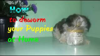 How to Deworm Your Dog Puppy Pets at Home [upl. by Elleret]