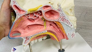 Oral cavity model  Anatomy ospe  MBBS [upl. by Noam]