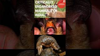 Critically Endangered Mammals of India  IUCN Red list [upl. by Hsaka]