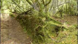 Knockomagh Wood Skibbereen County Cork Ireland [upl. by Wolfy]