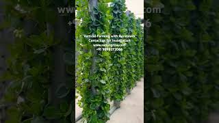 Vertical Farming in Aerotower hydroponics vertical garden greenhouse strawberry [upl. by Lanford]