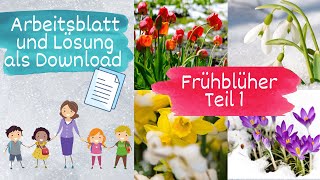 Frühblüher Teil 1 von 5 Sachunterricht Grundschule  mit Arbeitsblatt und Lösung [upl. by Oinotnaesoj34]