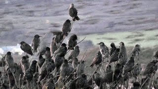 Starlings Coming To Roost  Starling Murmuration in Cornwall UK [upl. by Artimas570]