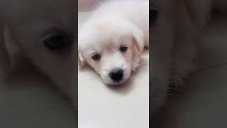 ഈ സുന്ദരി കുഞ്ഞിപ്പെണ്ണിനെ ഫ്രീ ആയിട്ട് വേണോ  Give away free puppy  giveaway puppy dog shorts [upl. by Eselahc]