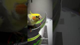 Random Singing Attack ft Loubert the Goofy Cockatiel  Tiel Named Loubert [upl. by Ahsenet]