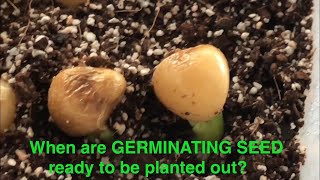 When are GERMINATING SEEDS ready to be planted out [upl. by Eirbua]