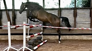 Val d‘ Amour v Tantalos x High Motion [upl. by Nnahtebazile528]