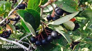 Aronia Berries  Iowa Ingredient [upl. by Lem]