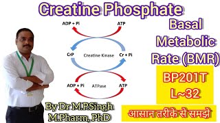 Creatine Phosphate amp Basal Metabolic Rate BMR  Human Anatomy amp PhysiologyII  BP201T  L32 [upl. by Semajwerdna277]