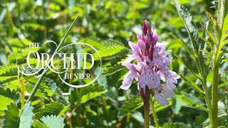 Orchid Hunter  056  Merrys Meadows 28th May 2020 [upl. by Jillane]