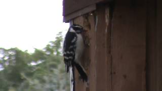 Woodpecker pecking down my house one peck at a time [upl. by Savill]