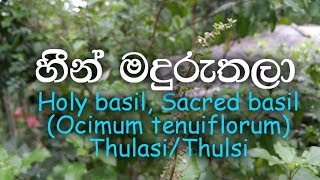 Heen Madhuruthala  Thulsi  Holy basil Sacred basil  Ocimum tenuiflorum [upl. by Eatnwahs368]