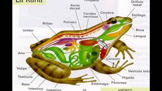 CLASIFICACIÓN DE ANIMALES VERTEBRADOS [upl. by Sined]