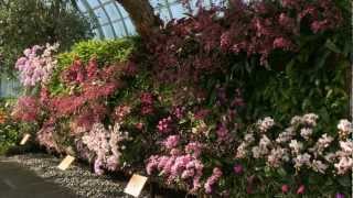 The Orchid Show Patrick Blancs Vertical Gardens [upl. by Bruner]