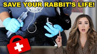 This will Save Your Rabbit’s Life SubQ Fluids [upl. by Zora]