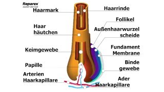 REPAREX gegen graues haar  So funktioniert [upl. by Pinsky]