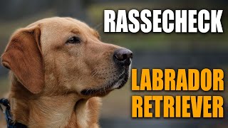 Labrador Retriever  Rasseportrait Rassebeschreibung  Stadtfelle Rassecheck [upl. by Ormand]