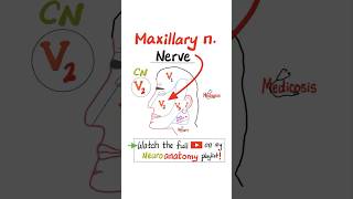 Maxillary nerve V2  Sensory  Cranial Nerve 5 Trigeminal nerve…anatomy nurse mbbs nclex [upl. by Doyle]