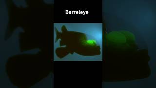 Barreleye Fish🐟Spook Fish in Deep Sea shorts fish spooky [upl. by Jewelle119]