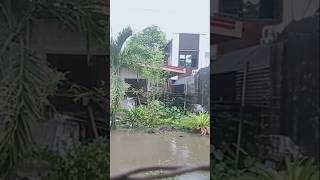 dog doglover dogs baha floods bagyongpepito shorts [upl. by Nameloc]