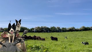 Incredible Scottish SheepDogs Herding wild sheep worming and clipping bums [upl. by Michey]