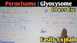 Peroxisome  Glyoxysome  Structure  Class 11 Biology [upl. by Kendra]