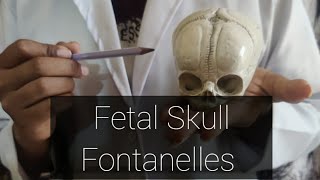 Fetal Skull Fontanelles in Hindi amp English Full Explanation For Practical Exam Fontanelles [upl. by Mignon]