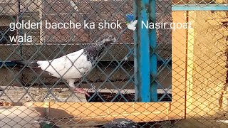 2 New golden nar Ka shok 🕊️ golden bacche ka shok 🕊️ Nasir qoat wala Kay joray [upl. by Alfy221]