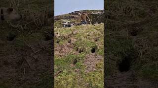 ferreting hunting fieldsports lurcher rabbiting rabbitexpress huntingdog workingdog [upl. by Aihselef866]