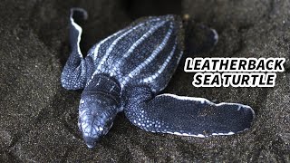 Leatherback Sea Turtle Facts LARGEST Living TURTLE [upl. by Goober]