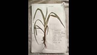 Herbarium Sheet Project Biology botany [upl. by Kered986]