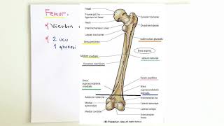 ANATOMİ13KONUAlt Ekstremite Kemikleri  Femur ve Patella [upl. by Rosamond]