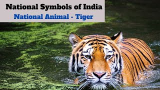 tigerNational Animal of India  National Symbols of India [upl. by Ahseal]