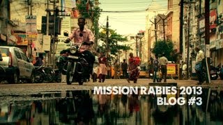 Mission Rabies Blog 3  Madurai [upl. by Enram]