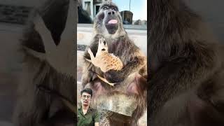 Please support 🙏🙏 🥺 baboon funny cuteanimals shorts [upl. by Briano49]