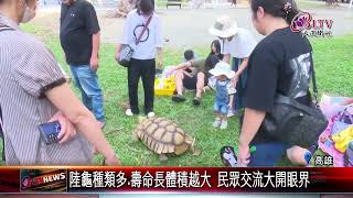 20241105萌寵陸龜崛起 飼主圈大增定期交流舉辦quot龜聚quot｜‪ FGSBLTV [upl. by Ardine]