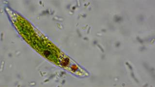 The lifestyle of Euglena [upl. by Esmaria]