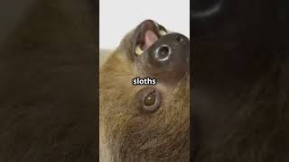 Hilarious Facts About Sloths You Wont Believe 🤣🦥 [upl. by Myrtle]