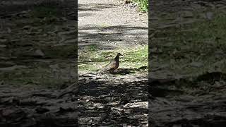 Common bronzewing a species of mediumsized heavily built pigeon birdsnature birdslifestyle [upl. by Circosta]