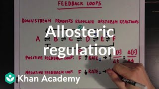 Allosteric regulation and feedback loops  Biomolecules  MCAT  Khan Academy [upl. by Herzberg637]