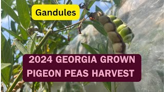 2024 Pigeon Peas Harvest [upl. by Marchak]