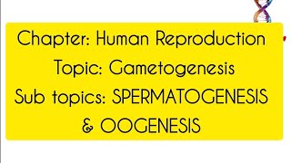 GametogenesisClass12th BiologyHuman Reproduction [upl. by Graves]