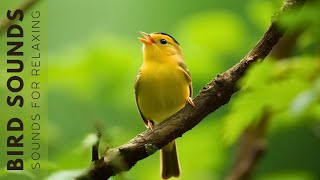 Birds Sounds 24 Hours  Birds Singing Without Music The Healing Power Of Bird Sounds [upl. by Eugine629]